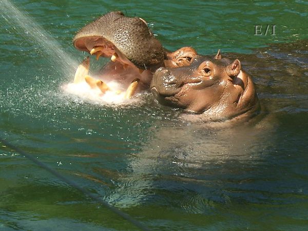 Get Wild - Episodio 8