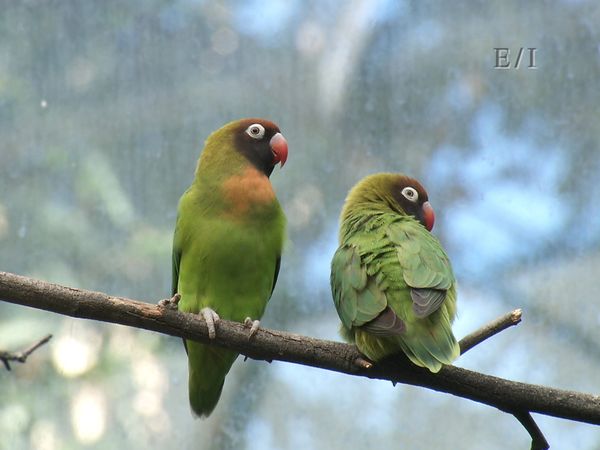 Get Wild - Episodio 9