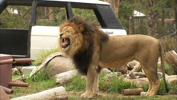 Get Wild - Episodio 10