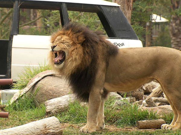 Get Wild - Episodio 10