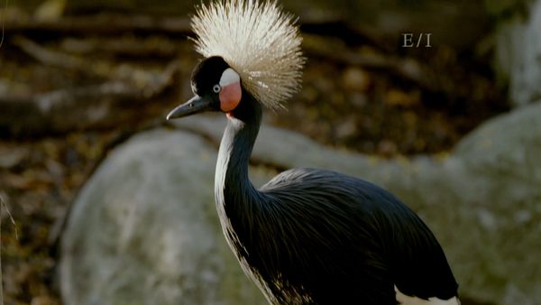Get Wild - Episodio 12