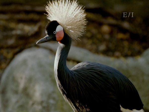 Get Wild - Episodio 12