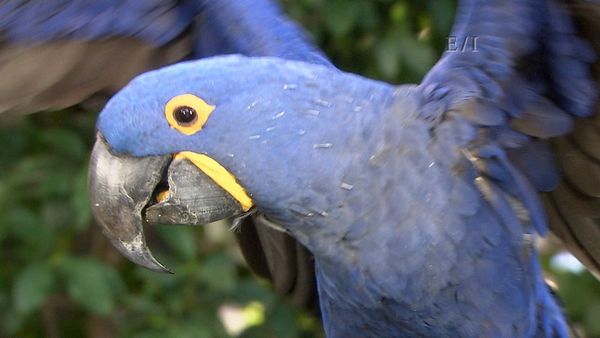 Get Wild - Episodio 13
