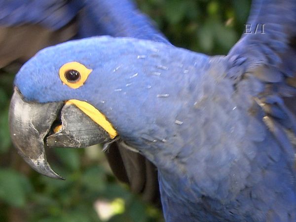 Get Wild - Episodio 13