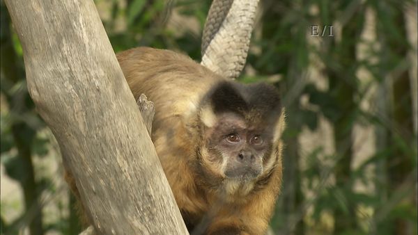 Get Wild - Episodio 14