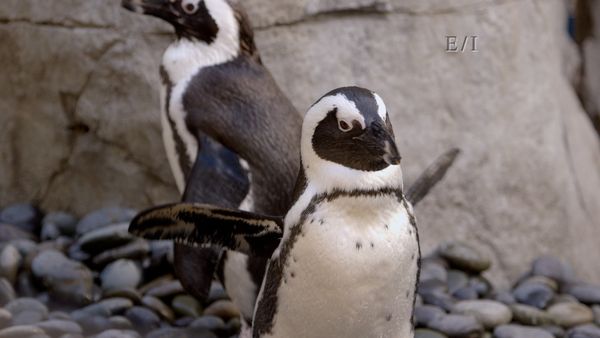 Get Wild - Episodio 11