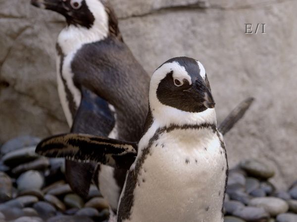 Get Wild - Episodio 11