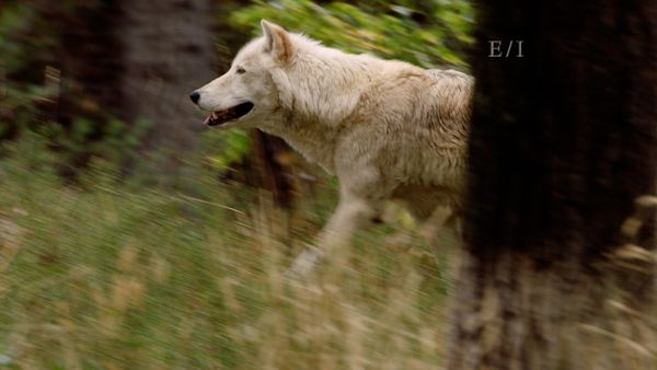 Get Wild - Episodio 16