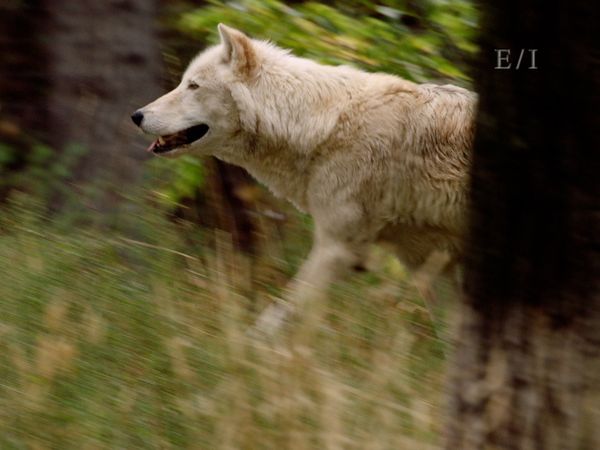 Get Wild - Episodio 16