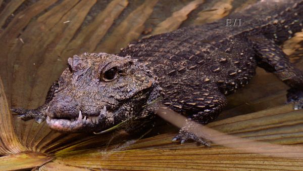 Get Wild - Episodio 17