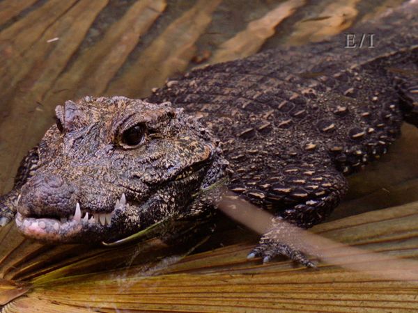 Get Wild - Episodio 17