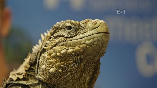 Get Wild - Episodio 18