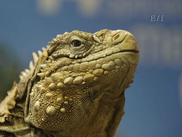 Get Wild - Episodio 18