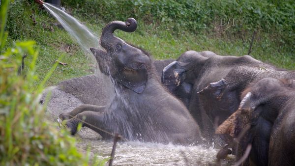 Get Wild - Episodio 19
