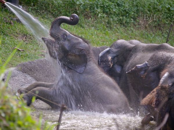 Get Wild - Episodio 19