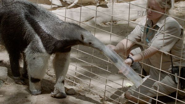 Get Wild - Episodio 20