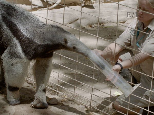 Get Wild - Episodio 20