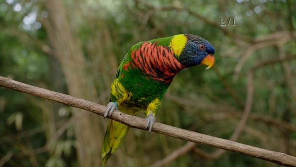 Get Wild - Episodio 21