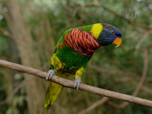 Get Wild - Episodio 21