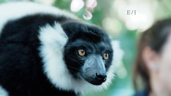 Get Wild - Episodio 22