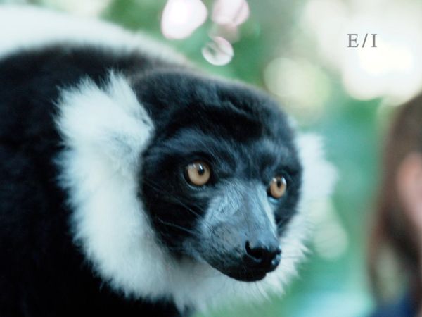 Get Wild - Episodio 22