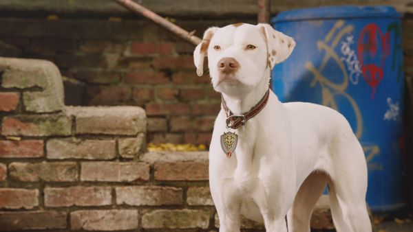 Pup Academy - Spark Wants Back