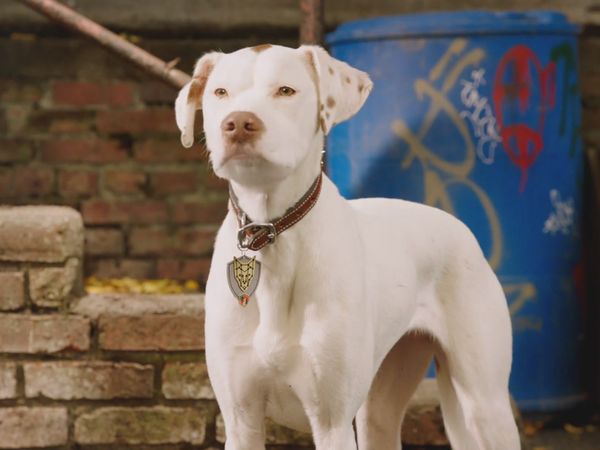 Pup Academy - Spark Wants Back