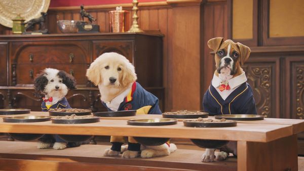 Pup Academy - The Day of the Stray