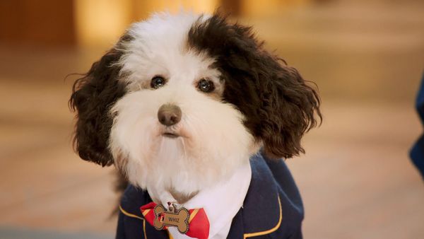 Pup Academy - Most Valuable Pup