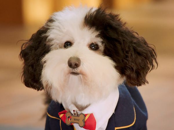 Pup Academy - Most Valuable Pup