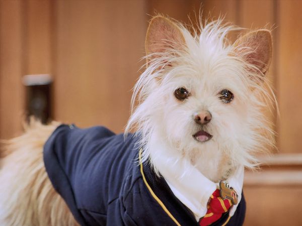 Pup Academy - The Stray's First Day
