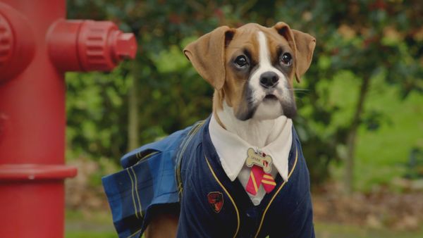 Pup Academy - Tell Us About Your Human Day