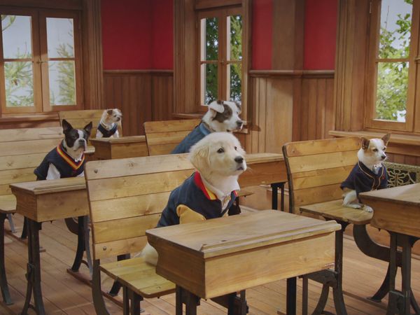 Pup Academy - Tell Us About Your Human Day
