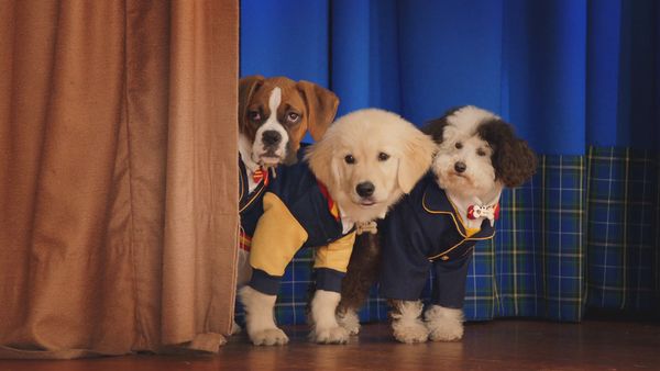 Pup Academy - Oopsie!