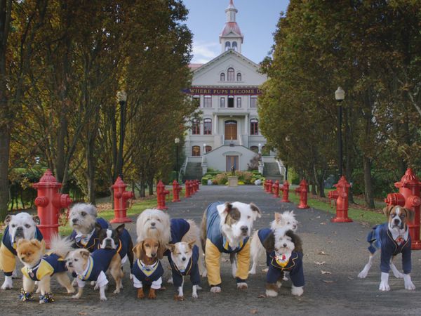 Pup Academy - Oopsie!