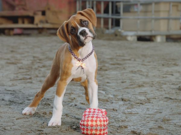 Pup Academy - My Uncle Is Dude