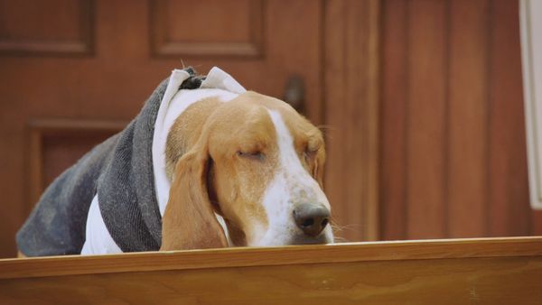 Pup Academy - Kitten Academy