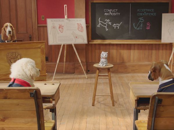Pup Academy - Kitten Academy