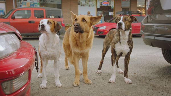Pup Academy - The Thing With King