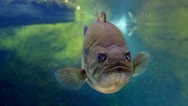 Wild Wonders - Episodio 15
