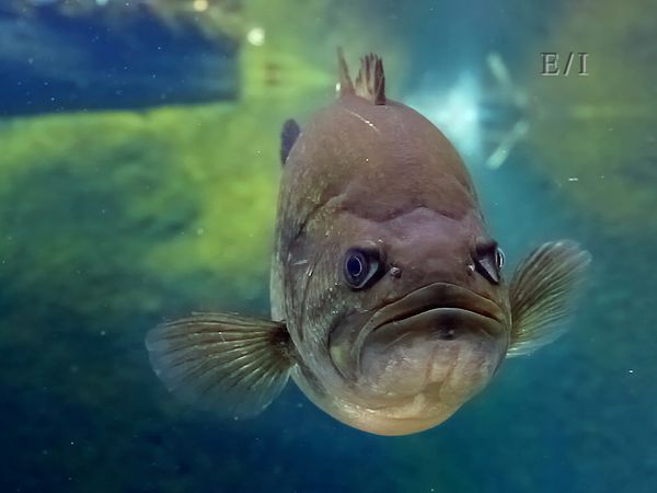 Wild Wonders - Episodio 15
