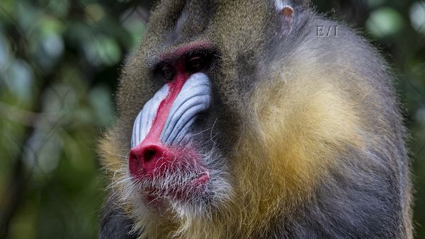 Wild Wonders - Episodio 16