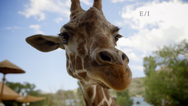 Wild Wonders - Episodio 7