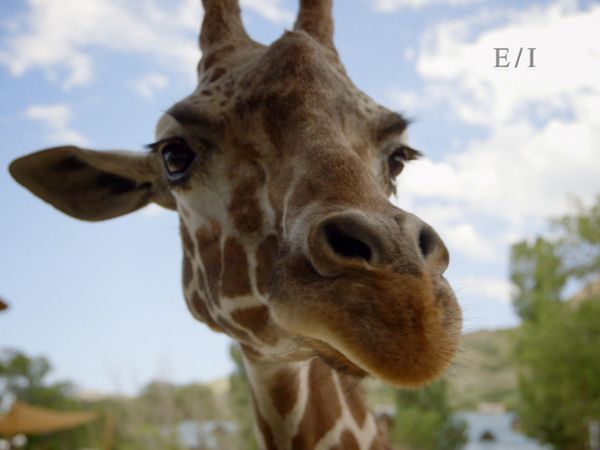 Wild Wonders - Episodio 7
