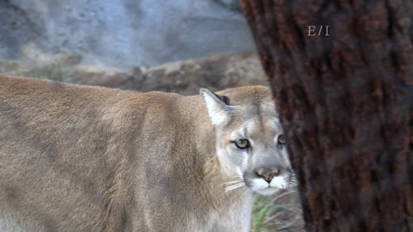 Wild Wonders - Episodio 2