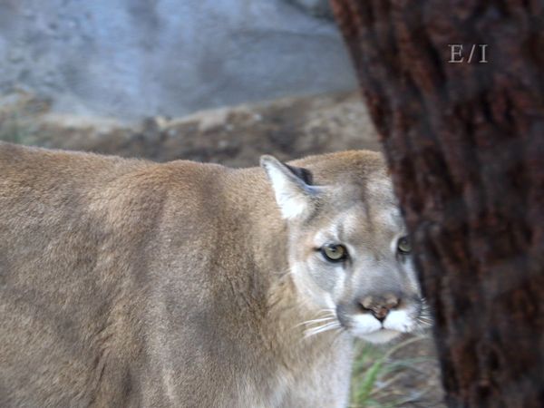 Wild Wonders - Episodio 2