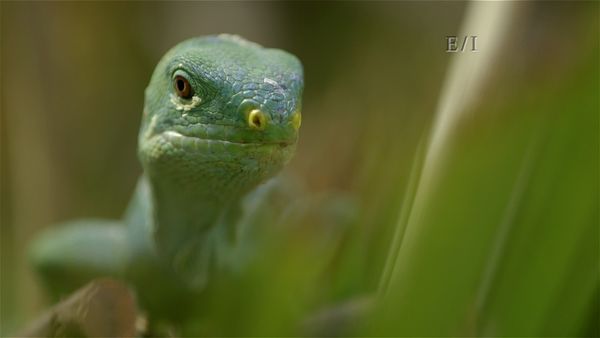 Wild Wonders - Episodio 5