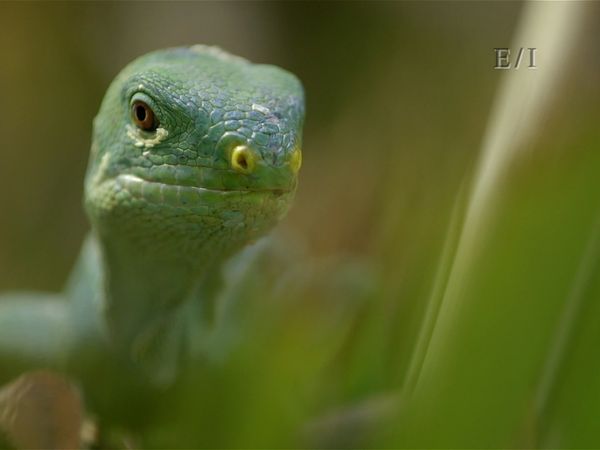 Wild Wonders - Episodio 5