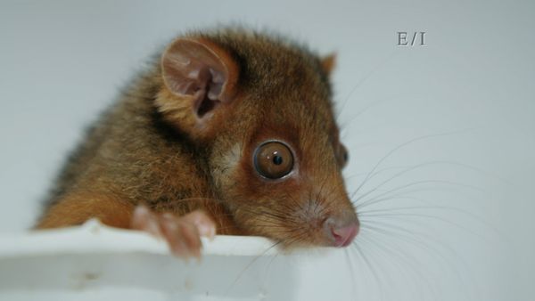 Wild Wonders - Episodio 21