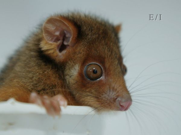 Wild Wonders - Episodio 21